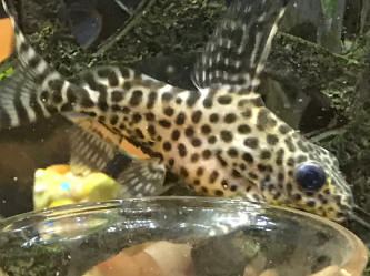 Synodontis hotsell catfish care